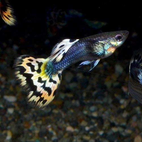 所沢グッピー アクアマリンモザイクコブラダンボ 1pr 熱帯魚 熱帯魚 エビ 国産グッピー 熱帯魚 海水魚 通販ショップ アクアライズ