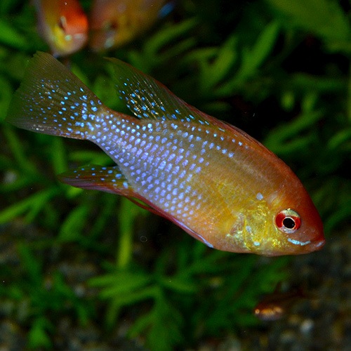 ゴールデンドイツラム 1pr 国産 熱帯魚 熱帯魚 エビ アピスト ドワーフ 熱帯魚 海水魚 通販ショップ アクアライズ