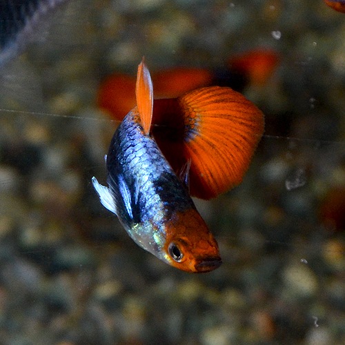 Koi���åԡ��ʳ��񻺥��åԡ���M��������3Pr��(Ǯ�ӵ�)