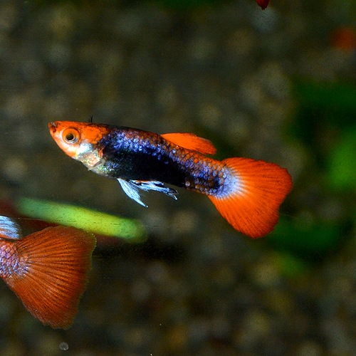 Koi���åԡ��ʳ��񻺥��åԡ���M��������3Pr��(Ǯ�ӵ�)