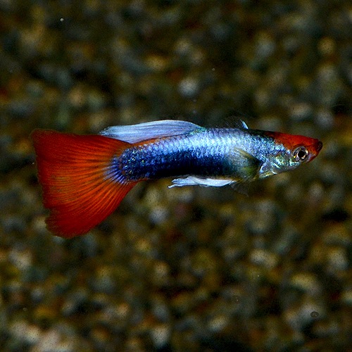 Koi���åԡ��ʳ��񻺥��åԡ���M��������3Pr��(Ǯ�ӵ�)