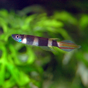 シュードエピプラティス・アニュレイタス 1匹 (熱帯魚) | 熱帯魚・エビ