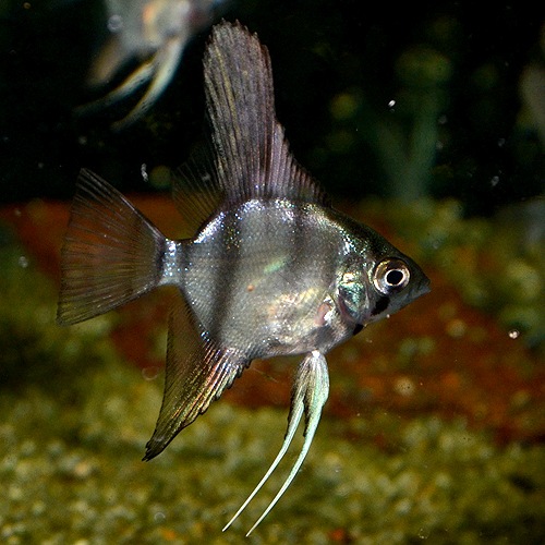 󥼥եåʥ١ˡSSM1ɤ(Ǯӵ)