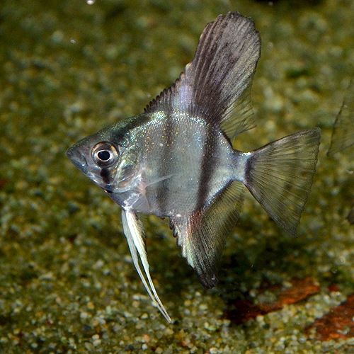 󥼥եåʥ١ˡSSM1ɤ(Ǯӵ)