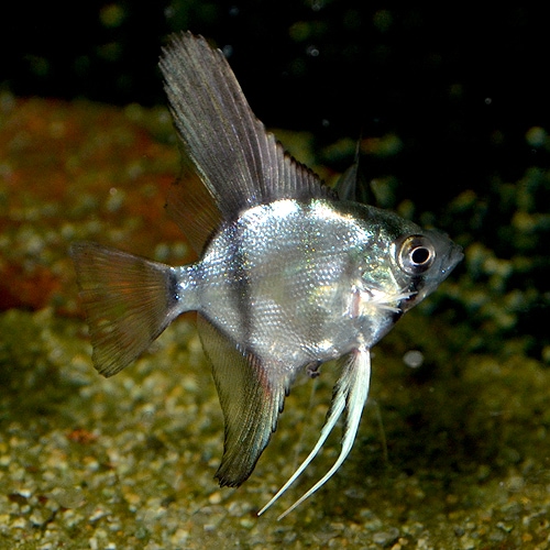 󥼥եåʥ١ˡSSM1ɤ(Ǯӵ)