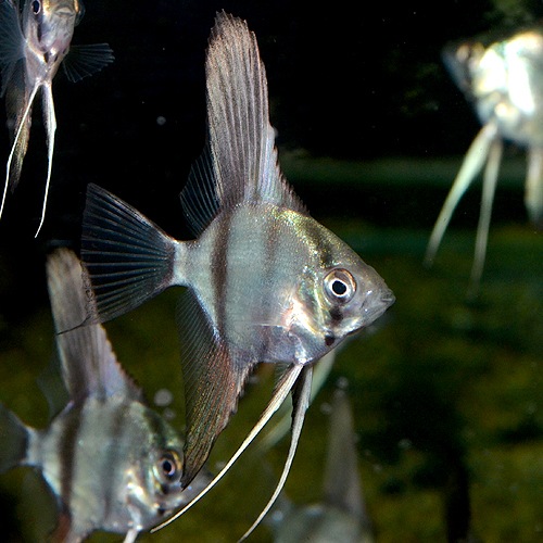 エンゼルフィッシュ スカラレベース S Smサイズ 3匹 熱帯魚 熱帯魚 エビ エンゼル 熱帯魚 海水魚 通販ショップ アクアライズ