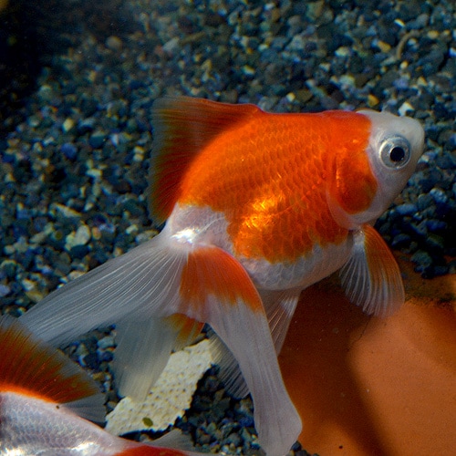 靖琉様 メンズアイドルグループ「サクラサク」始動🌸 -黄色担当- こう