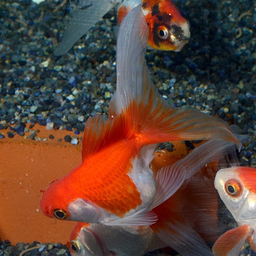 更紗琉金 平賀産 3匹 金魚 めだか 金魚 メダカ 一般金魚 熱帯魚 海水魚 通販ショップ アクアライズ