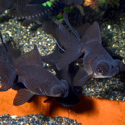 黒出目金 3匹 金魚 めだか 金魚 メダカ 一般金魚 熱帯魚 海水魚 通販ショップ アクアライズ