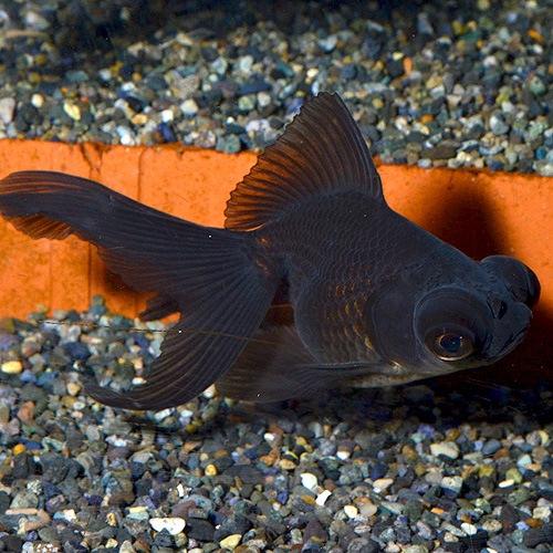 黒出目金 3匹 金魚 めだか 金魚 メダカ 一般金魚 熱帯魚 海水魚 通販ショップ アクアライズ