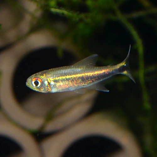 �ϥ��ե����֥ꥳ�󡦥᥿����1ɤ��(Ǯ�ӵ�)