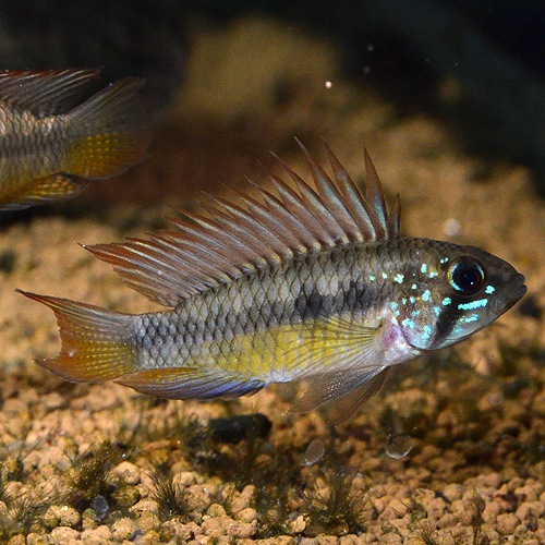 Ap��sp�֥饤�ȥӥ�ǥ󡡥磻��ɡ��� (Ǯ�ӵ�)