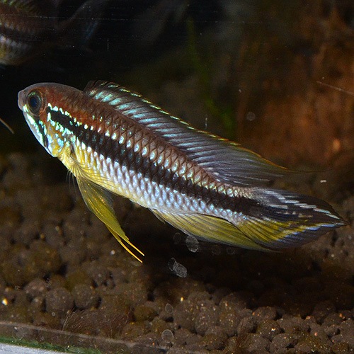 Ap�����������������쥤����1Pr���ȣף����(Ǯ�ӵ�)