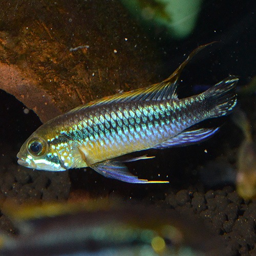 Ap������������ ���֥롼ML��L��������1Pr���ȥڥ롼��w����ɡ�(Ǯ�ӵ�)