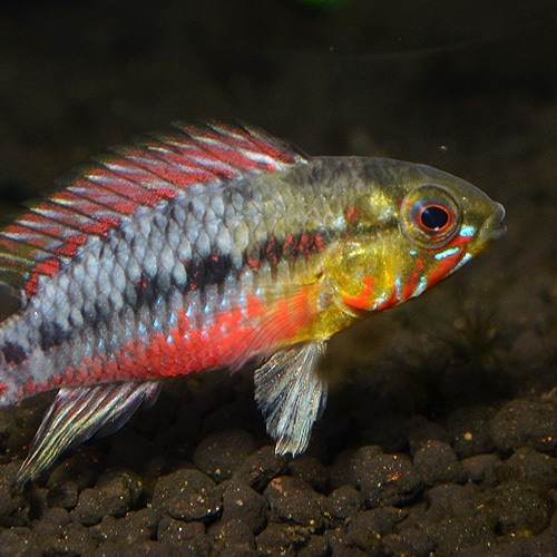 Ap���ۥ󥰥������������ѡ���åɡ��ʲ����֥꡼�ɡˡ��ڥ�����Ǯ�ӵ�)