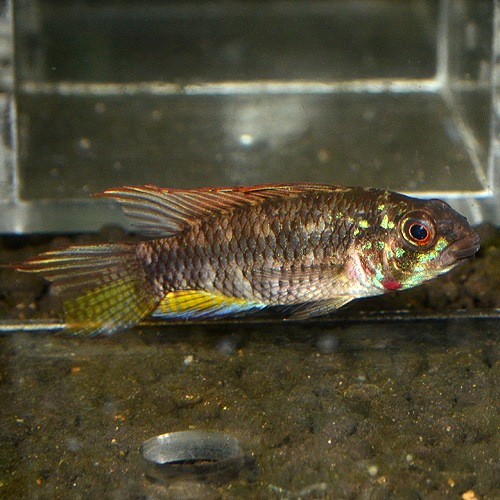 Ap��sp�֥饤�ȥӥ�ǥ󡡥�����إ��֥꡼�ɡ�1Pr 2625sp (Ǯ�ӵ�)