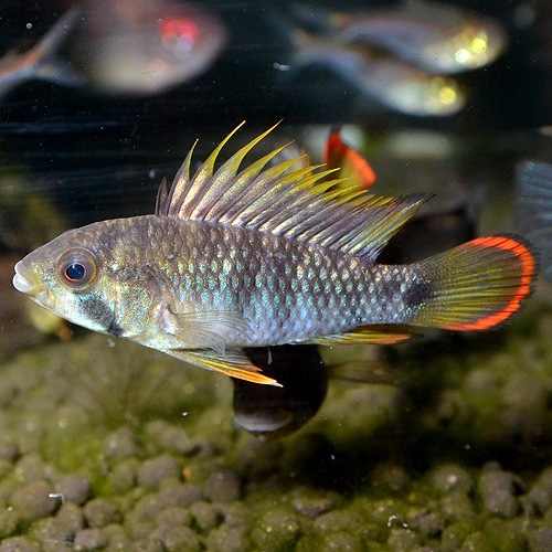 Ap������50�ʥХ��󥹥ҡˡ��ڥ롼�����ޥ���������1pr��(Ǯ�ӵ�)