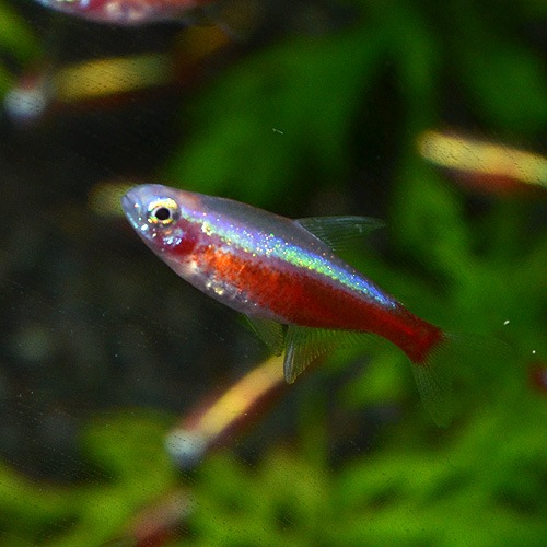 ����ӥΡ��������ʥ�ƥȥ顡1ɤ��(Ǯ�ӵ�)