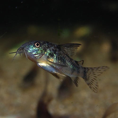 Co.�ѥ쥢�����ʥ֥꡼�ɸ��Ρˡ�1ɤ(Ǯ�ӵ�)