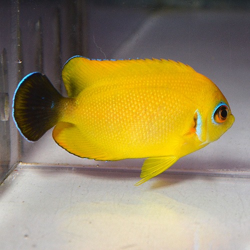 レモンピール ナメラヤッコ S Smサイズ 1601ｄ 海水魚 海水魚 サンゴ ヤッコ 小型 熱帯魚 海水魚 通販ショップ アクアライズ