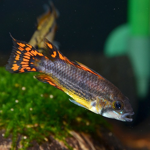 Ap カカトゥオイデス ダブルレッド ペア 欧州ブリード 熱帯魚 熱帯魚 エビ アピスト ドワーフ 熱帯魚 海水魚 通販 ショップ アクアライズ