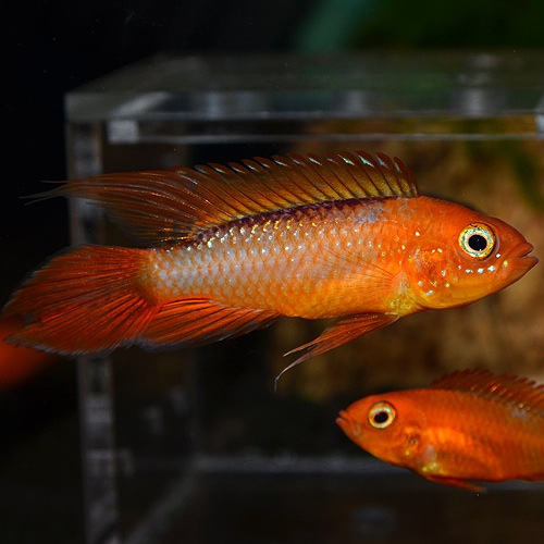 Ap�������������������ѡ��ե����䡼��åɡ�1Pr���Ȳ��֥꡼�ɡ� ��(Ǯ�ӵ�)