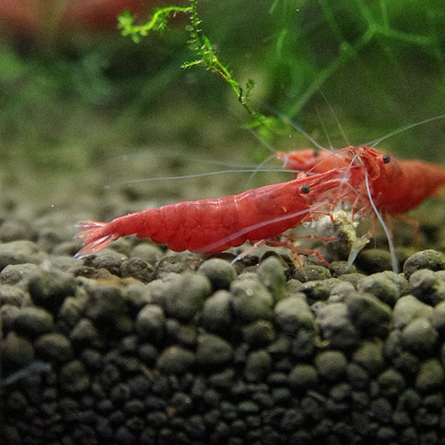 ファイヤーレッドチェリーシュリンプ 合計5匹 4匹 1匹サービス 熱帯魚 熱帯魚 エビ エビ 貝類 熱帯魚 海水魚 通販ショップ アクアライズ ファイヤーレッドチェリーシュリンプ 合計5匹 4匹 1匹サービス 熱帯魚 熱帯魚 エビ エビ 貝類 熱帯魚 海水魚 通販ショップ アクアライズ