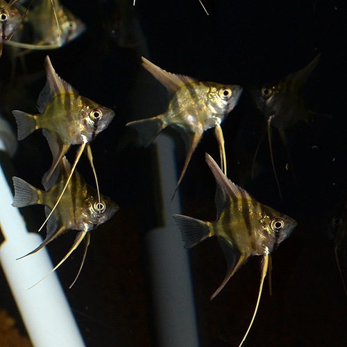 ���륿�२�󥼥�  SS��S��������5ɤ(Ǯ�ӵ�)