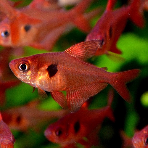 レッドファントムテトラ ルブラ ワイルド 5匹 熱帯魚 熱帯魚 エビ カラシン テトラ 熱帯魚 海水魚 通販ショップ アクアライズ レッドファントムテトラ ルブラ ワイルド 5匹 熱帯魚 熱帯魚 エビ カラシン テトラ 熱帯魚 海水魚 通販ショップ アクアライズ