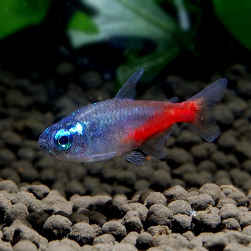 ダイヤモンドヘッド ネオンテトラ S Sm 25匹 5匹プレゼント 合計30匹 熱帯魚 熱帯魚 エビ カラシン テトラ 熱帯魚 海水魚 通販ショップ アクアライズ