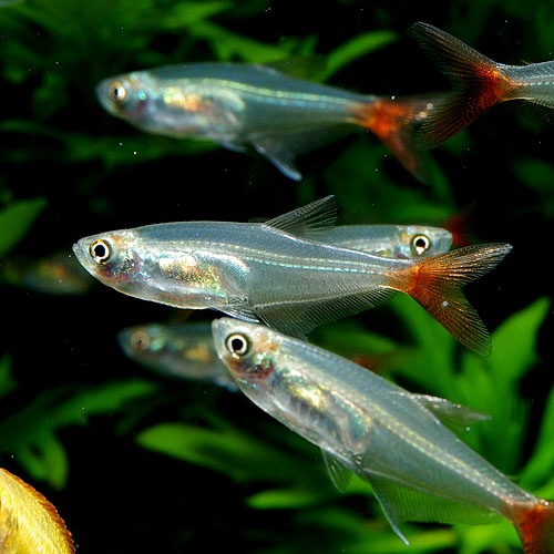 グラスブラッドフィン １匹 熱帯魚 熱帯魚 エビ カラシン テトラ 熱帯魚 海水魚 通販ショップ アクアライズ