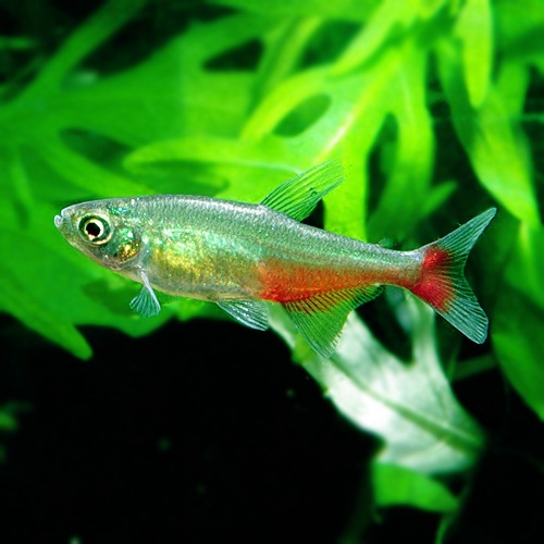グリーンファイヤーテトラ 1匹 熱帯魚 熱帯魚 エビ カラシン テトラ 熱帯魚 海水魚 通販ショップ アクアライズ グリーンファイヤーテトラ 1匹 熱帯魚 熱帯魚 エビ カラシン テトラ 熱帯魚 海水魚 通販ショップ アクアライズ
