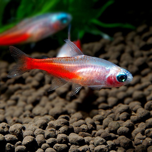 ゴールデンダイヤモンドヘッド・ネオンテトラ 1匹 (熱帯魚) | 熱帯魚