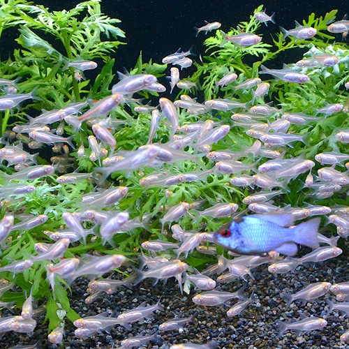 アルビノ グローライトテトラ 1匹 熱帯魚 熱帯魚 エビ カラシン テトラ 熱帯魚 海水魚 通販ショップ アクアライズ