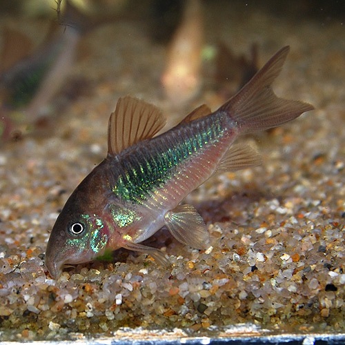 Co.ͥʥ֥꡼ɸΡ1ɤ(Ǯӵ)