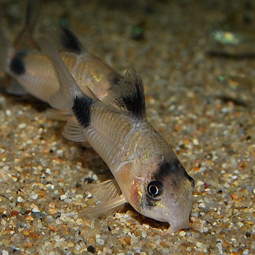 Co.�ѥ���ʥ磻��ɸ��Ρ�(Ǯ�ӵ�)