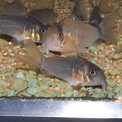 Co.���󥳥�����ʥ磻��ɸ��Ρ�1ɤ��Ǯ�ӵ���