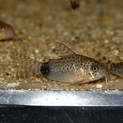 Co.�����ǥ��ޥ���顼�����ʥ֥꡼�ɡˡ�Ǯ�ӵ���