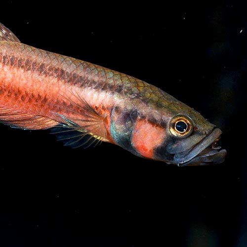 �٥����ޥ������ȥޡ���Brunei���ɡ�1pr�� (Ǯ�ӵ�)