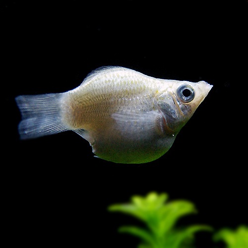 バルーンモーリー シルバー １匹 熱帯魚 熱帯魚 エビ ラスボラ 他小型魚 熱帯魚 海水魚 通販ショップ アクアライズ