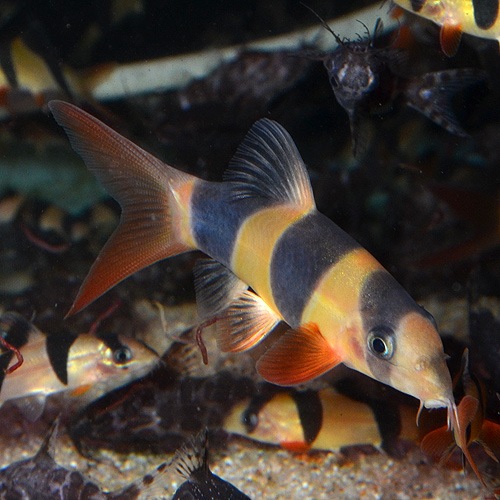 クラウンローチ Ml Lサイズ 1匹 熱帯魚 熱帯魚 エビ ラスボラ 他小型魚 熱帯魚 海水魚 通販ショップ アクアライズ
