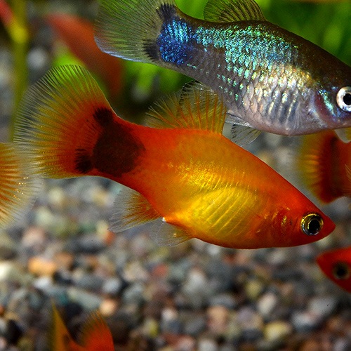 ミッキーマウスプラティー サンセット Smサイズ 1匹 熱帯魚 熱帯魚 エビ ラスボラ 他小型魚 熱帯魚 海水魚 通販ショップ アクアライズ
