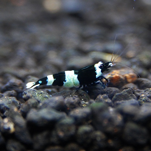 �֥�å�����ɡ�������ס���2ɤ(Ǯ�ӵ�)