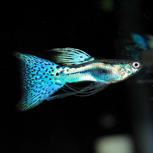 所沢グッピー ブルーグラスリボン 1tr 熱帯魚 熱帯魚 エビ 国産グッピー 熱帯魚 海水魚 通販ショップ アクアライズ 所沢グッピー ブルーグラスリボン 1tr 熱帯魚 熱帯魚 エビ 国産グッピー 熱帯魚 海水魚 通販ショップ アクアライズ