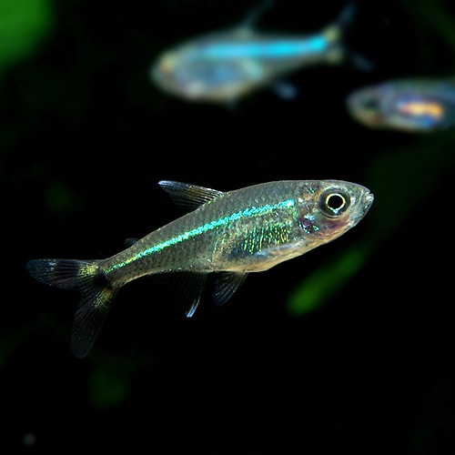 ���������ơ��륫�饷�󡡥ͥ��󥰥꡼��1ɤ����Wild�ɡ�(Ǯ�ӵ�)