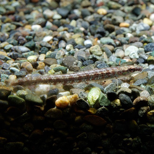 ���꡼��������ƥȥ顡�ꥪ�ץ�åȡ���ɤ����Wild�ɡ���(Ǯ�ӵ�)