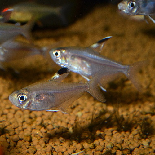 �ϥ��ե����֥ꥳ�󡦥ߥΡ��롡5ɤ(Ǯ�ӵ�)