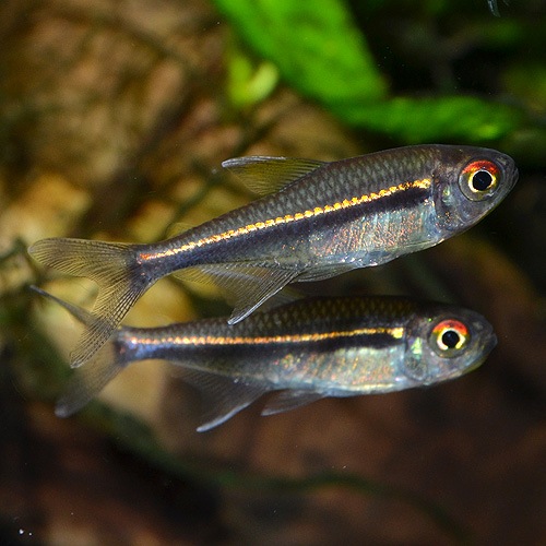 �ϥ��ե����֥ꥳ�󡦥إƥ���֥ɥ�����5ɤ(Ǯ�ӵ�)