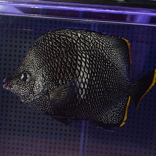 ユウゼン L Llサイズ 海水魚 海水魚 サンゴ チョウチョウウオ 熱帯魚 海水魚 通販ショップ アクアライズ