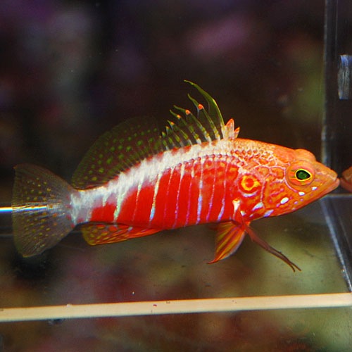 オシャレハナダイ 海水魚 海水魚 サンゴ ハタ メギス テンジク アジ 熱帯魚 海水魚 通販ショップ アクアライズ オシャレハナダイ 海水魚 海水魚 サンゴ ハタ メギス テンジク アジ 熱帯魚 海水魚 通販ショップ アクアライズ